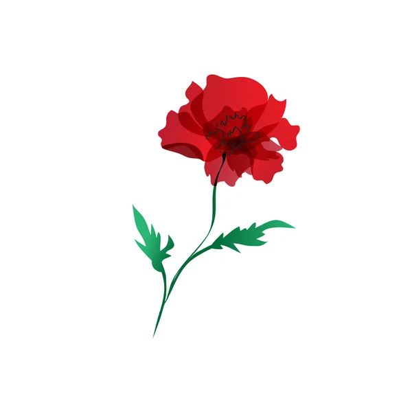 红罂粟白上孤立 — 图库矢量图片