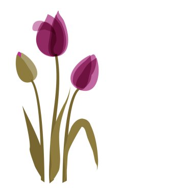 Violet tulip on the white background clipart