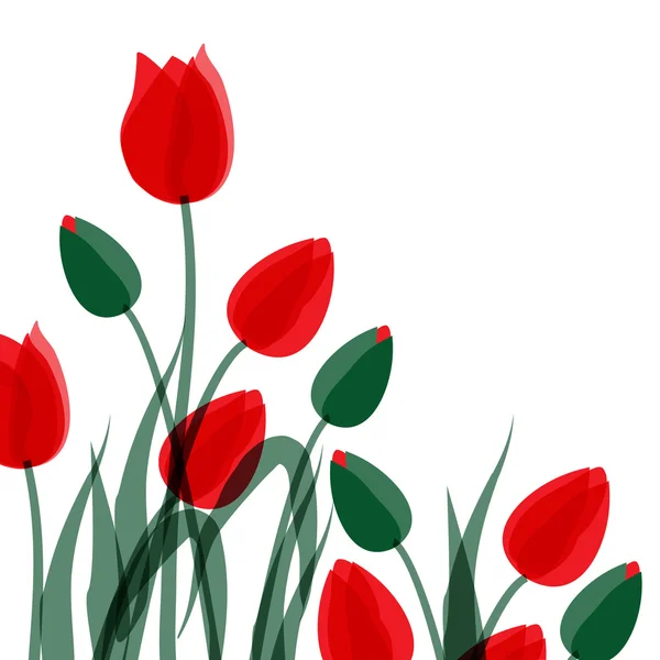 Rote Tulpen vereinzelt über weiße — Stockvektor