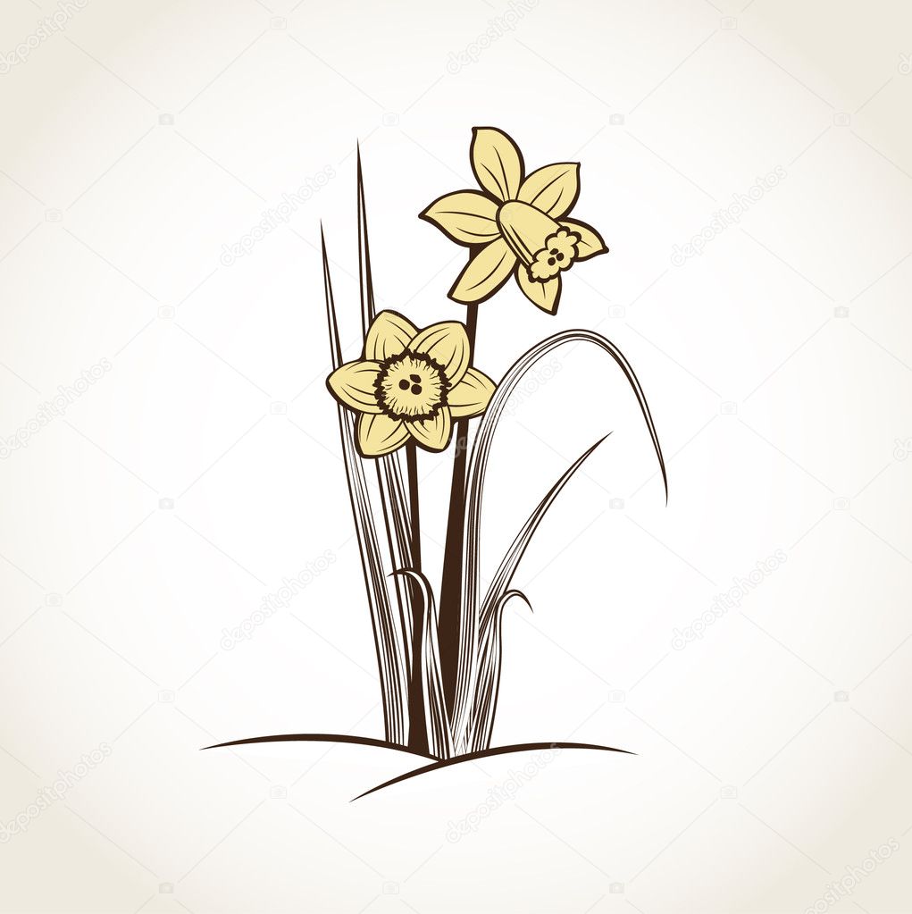 Spring daffodils background