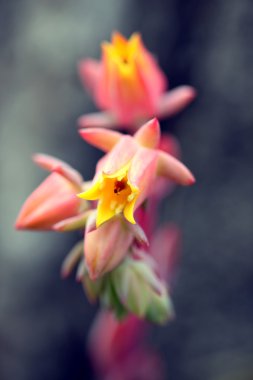 Echeveria runyonii habitus inflorescences