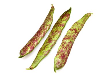 borlotti taze fasulye