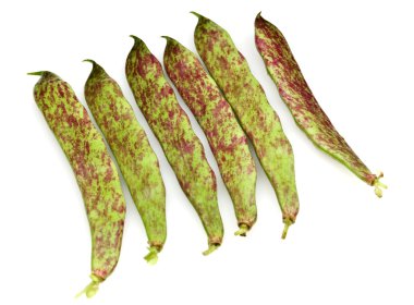 borlotti taze fasulye