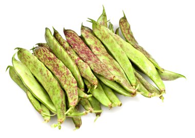 borlotti taze fasulye