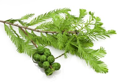 Bald Cypress Cones and Leaves clipart