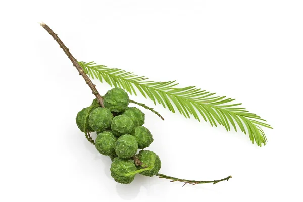 Bald cypress szyszki i liści — Zdjęcie stockowe