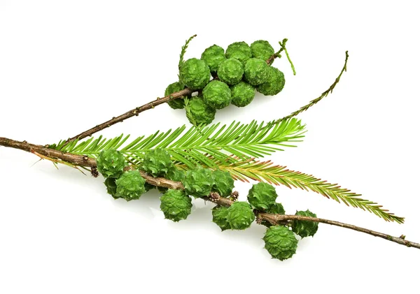 Bald cypress szyszki i liści — Zdjęcie stockowe