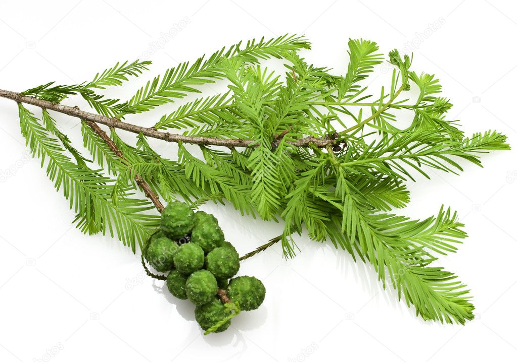 Bald Cypress Cones and Leaves