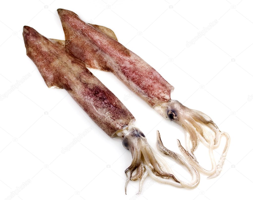 Squid or Calamari — Stock Photo © ribeiroantonio #5170807