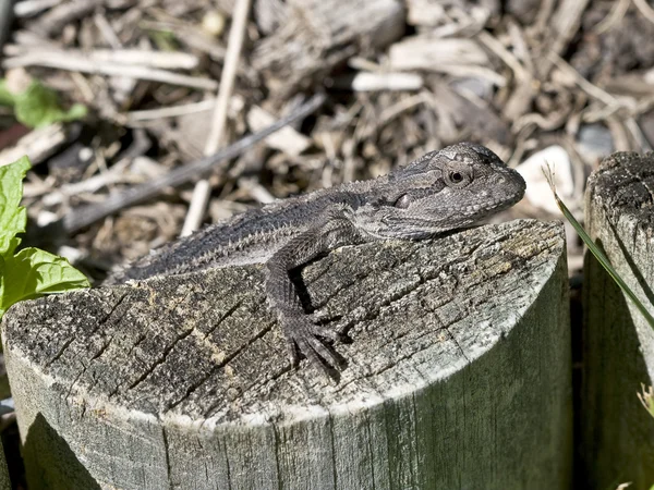 Baby Frill Neck Lizard — Stock Photo, Image