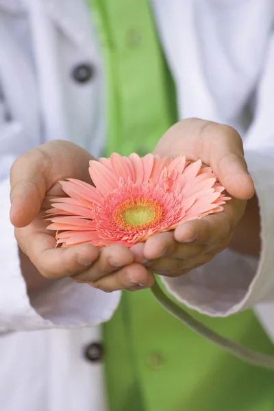 Guy gently holds or stretches of pink gerbera flower — Stock Photo, Image