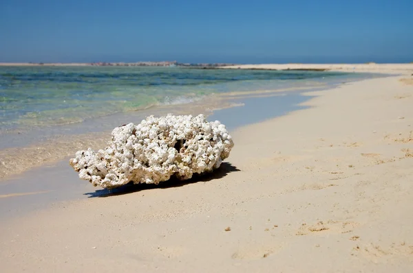 Corallo morto sulla riva del Mar Rosso — Foto Stock
