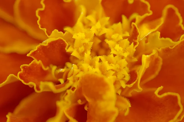 Close up of a flower — Stock Photo, Image