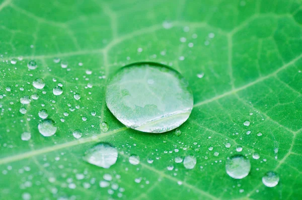 Kapky vody na čerstvé zelené listy — Stock fotografie