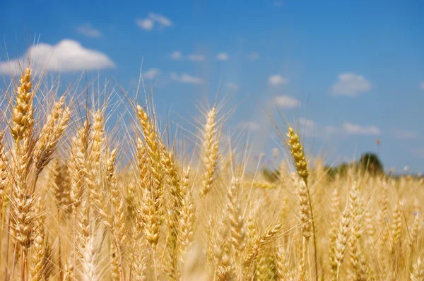Zralé žito proti modré obloze — Stock fotografie