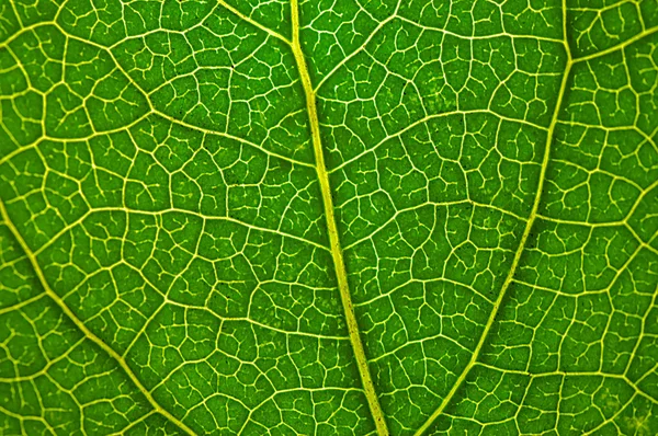 Лист растения вблизи — стоковое фото