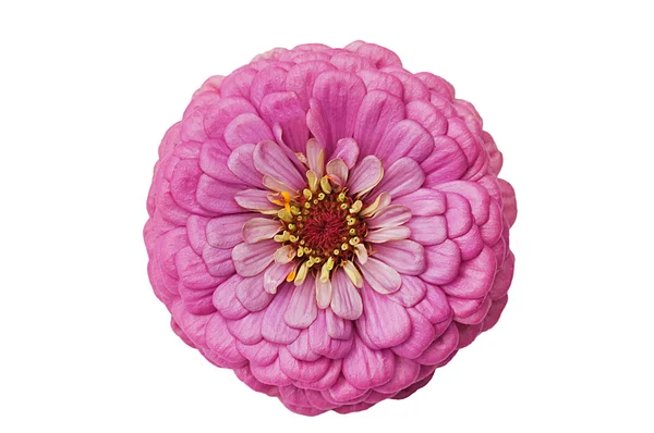 Close-up de uma flor rosa isolada em branco — Fotografia de Stock