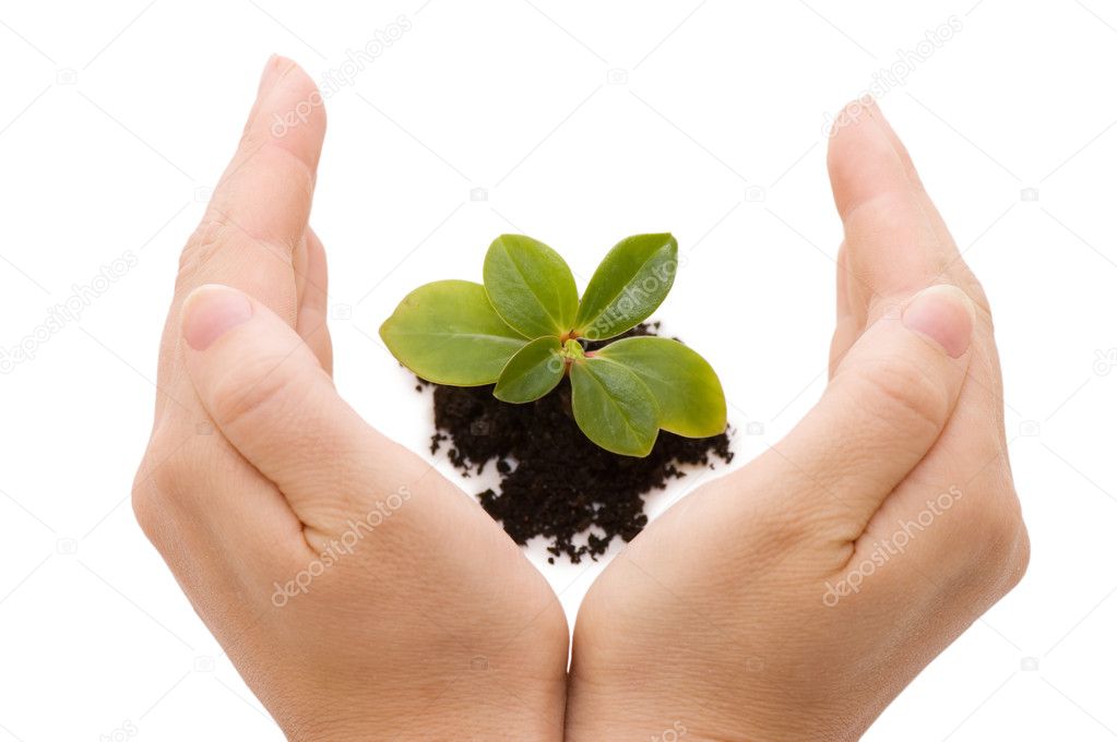 Young sprout and hands