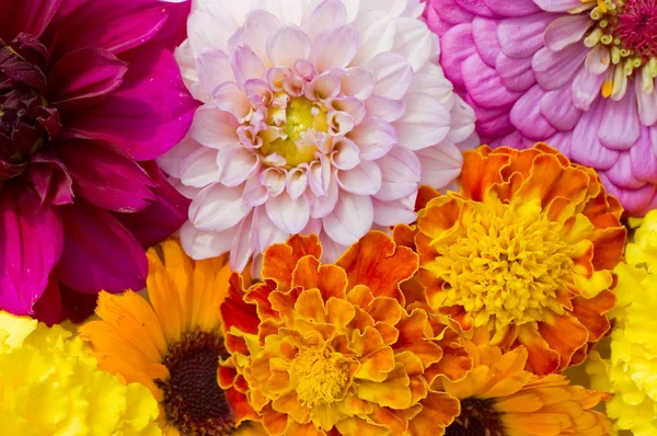 多着色された花パターン背景 — ストック写真