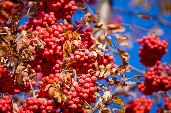 Reife Eberesche auf einem Herbstbaum — Stockfoto