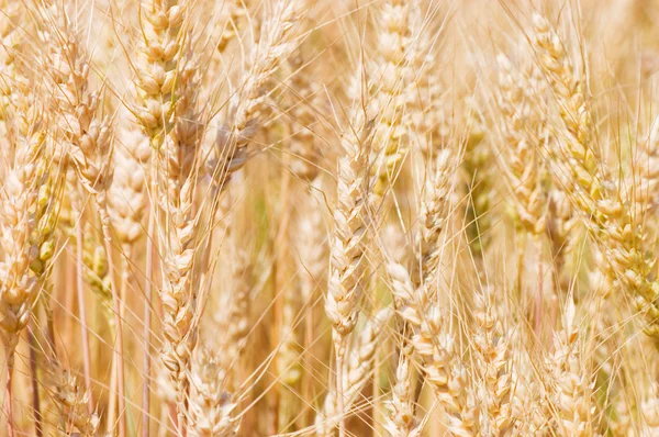 熟した黄色小麦のフィールド — ストック写真