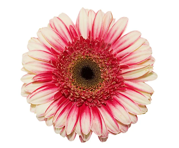 白地に孤立したゲルベラの花 — ストック写真