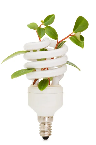 Energy saving lamp with green seedling on white — Stock Photo, Image