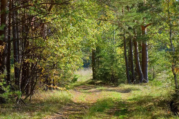 Pěšina v podzimním lese — Stock fotografie