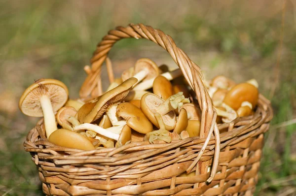 Košík na houby v lese — Stock fotografie