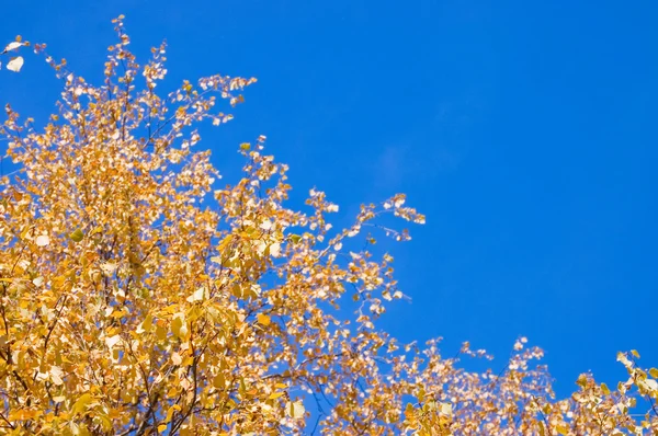 Το φθινόπωρο τα φύλλα και το γαλάζιο του ουρανού — Φωτογραφία Αρχείου