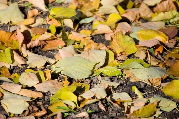 Herfstbladeren op de aarde — Stockfoto
