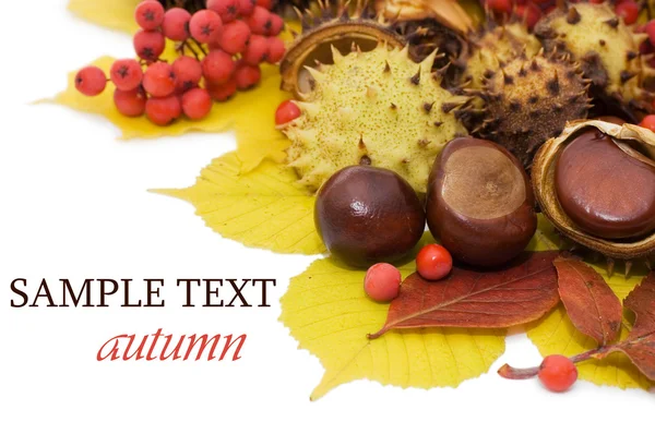 Autumn leaves and fruits isolated on white background — Stock Photo, Image