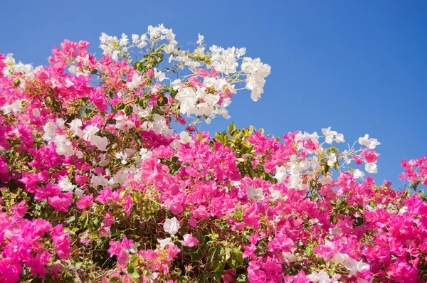 stock image Beautiful tropical flowers against the sky
