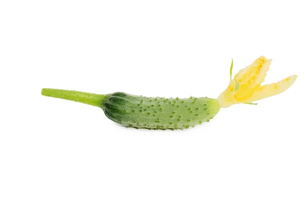 Verdura de pepino verde com folhas e flores isoladas — Fotografia de Stock