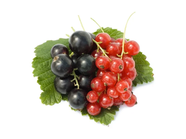 Red and black currant isolated on white background — Stock Photo, Image
