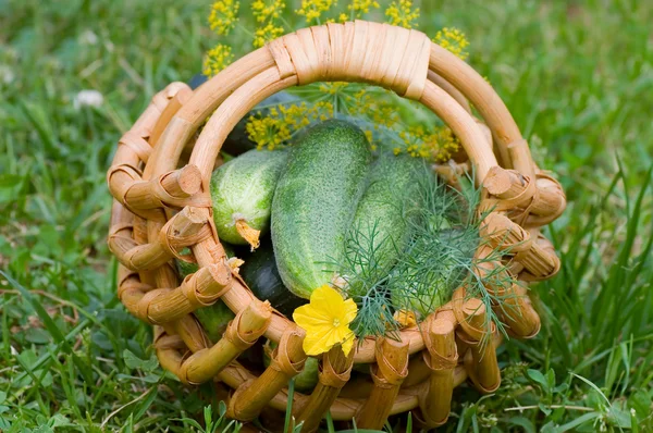 Урожай огірків у кошику — стокове фото
