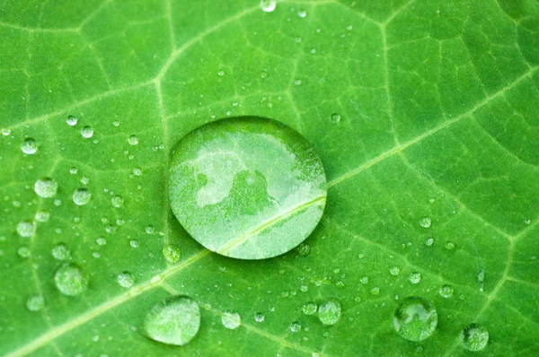Krople wody na świeże zielone liście — Zdjęcie stockowe
