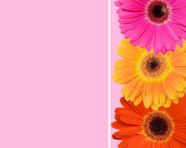 Ζέρμπερες λουλούδι κολάζ σε ροζ φόντο — Φωτογραφία Αρχείου