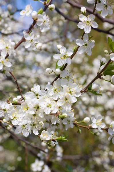 Kersenbloesem bloemen in de lente — Stockfoto