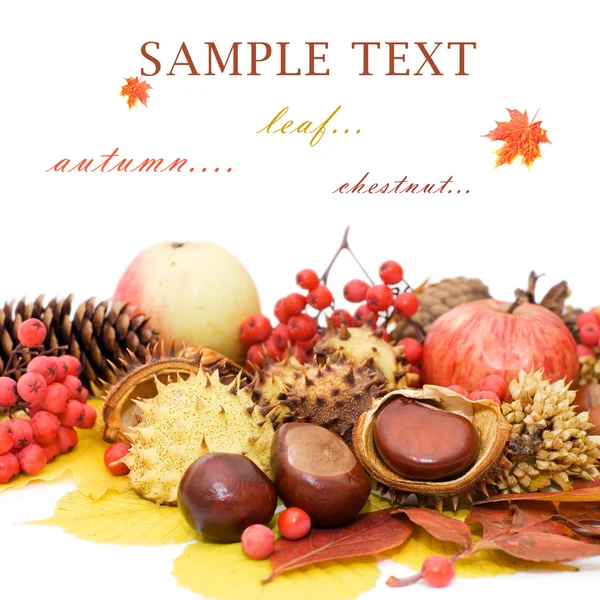 Autumn leaves and fruits isolated on white background — Stock Photo, Image