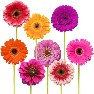 Gerbera flower collage isolated on white background clipart