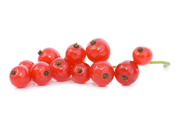 Red currant isolated on white background — Stock Photo, Image