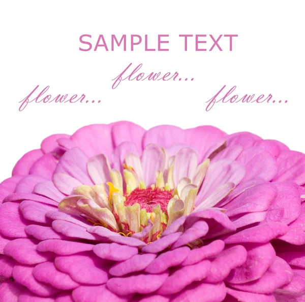 Närbild av en rosa blomma — Stockfoto