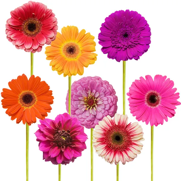 Gerbera flower collage isolated on white background — Stock Photo, Image