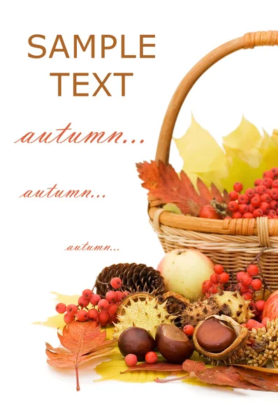 Осенние листья и фрукты выделены на белом фоне — стоковое фото