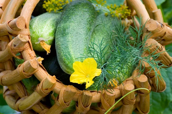 stock image Crop of cucumbers in a basket