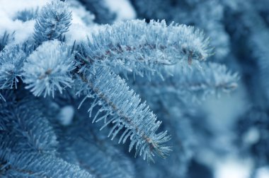 The fur-tree branch covered with hoarfrost clipart