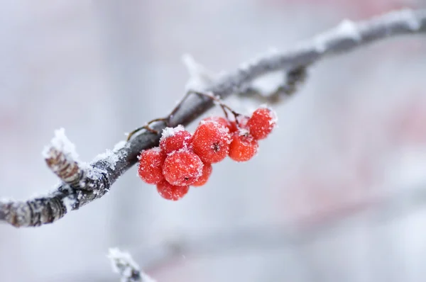 The frozen mountain ash on a branch — Stock Photo, Image