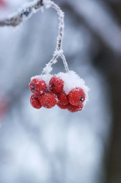 나뭇가지에 얼어붙은 — 스톡 사진