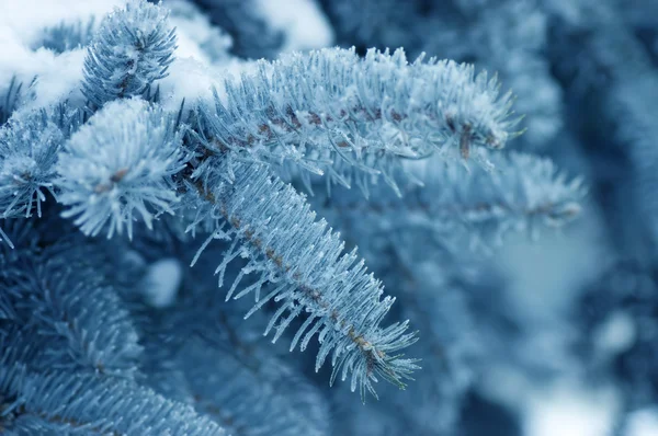 The fur-tree branch covered with hoarfrost — Stock Photo, Image